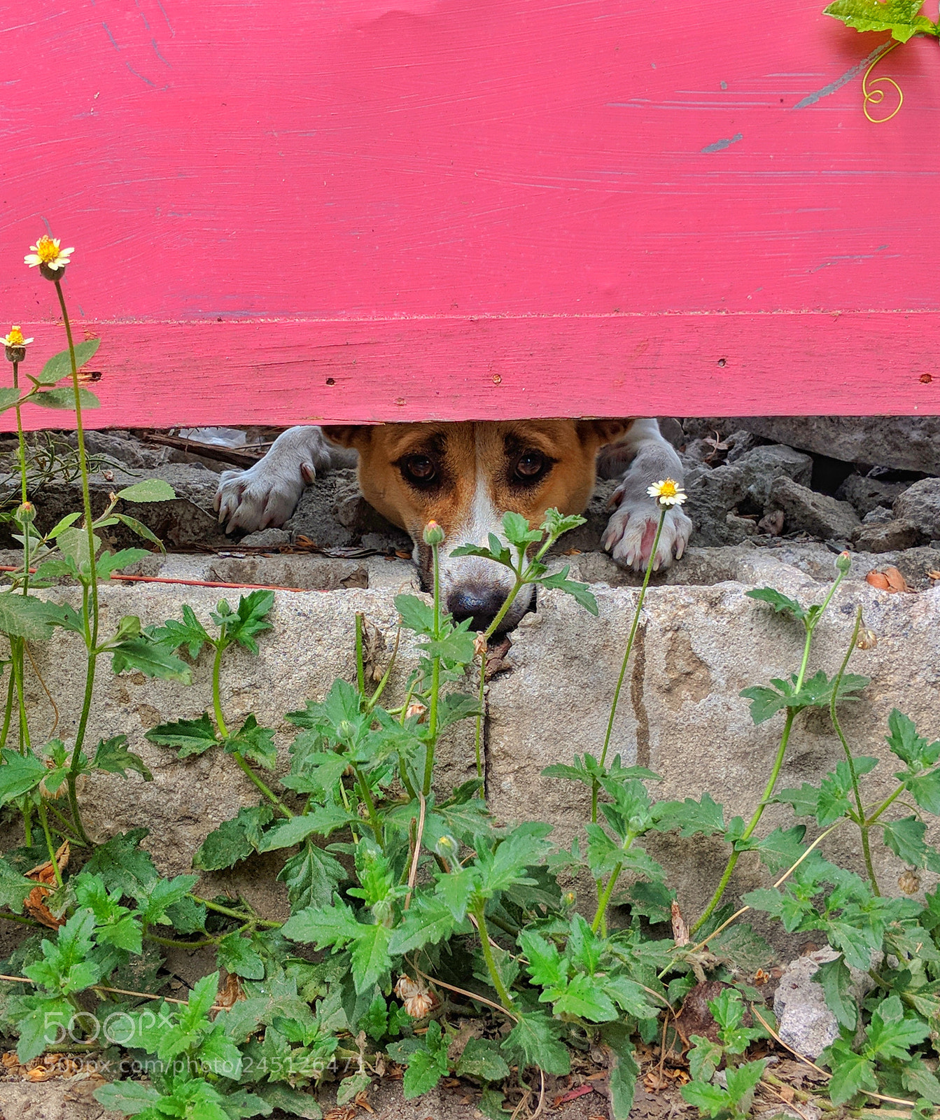 Google Pixel 2 sample photo. Help :( photography