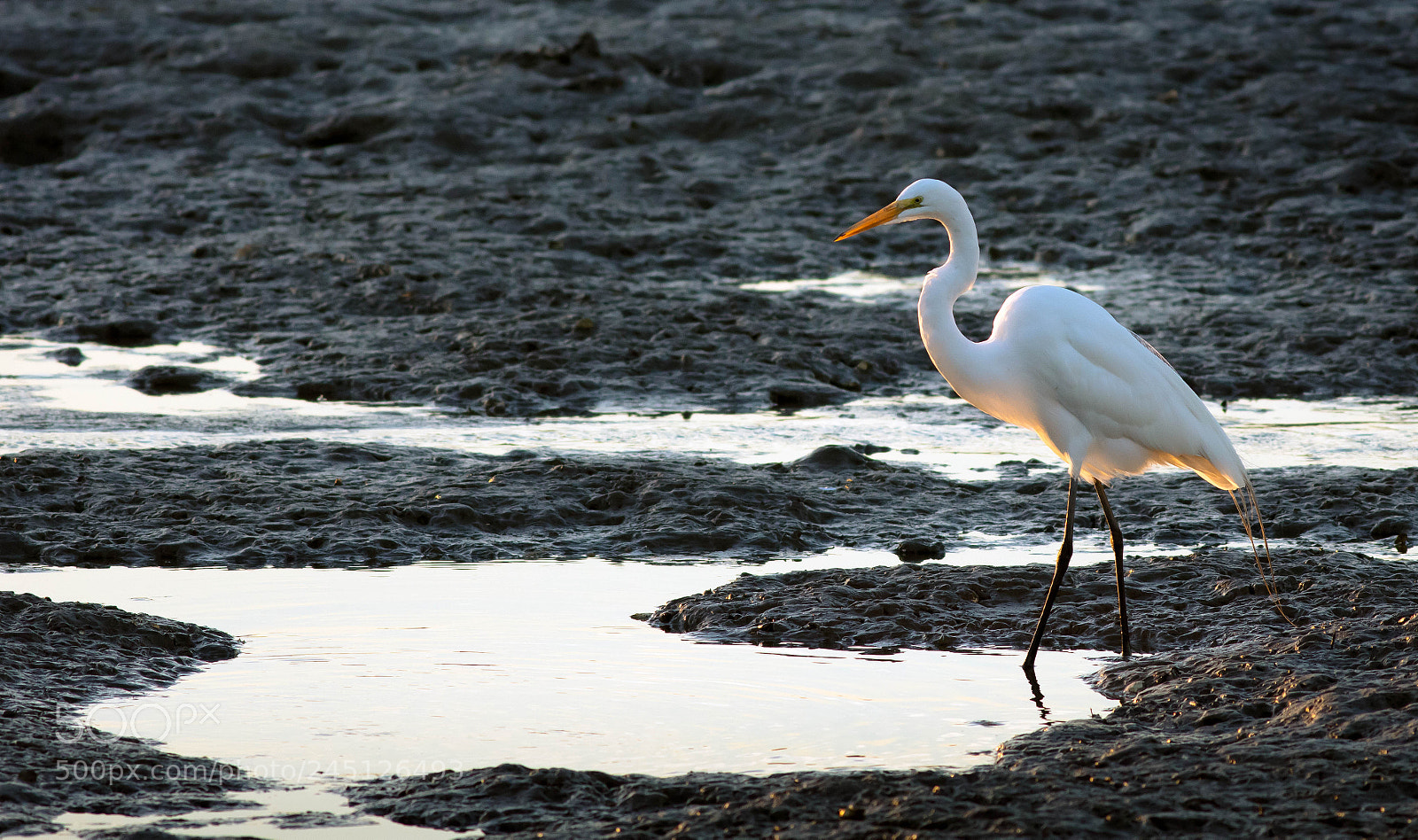 Canon EOS 5DS R sample photo. 40110374581.jpg photography