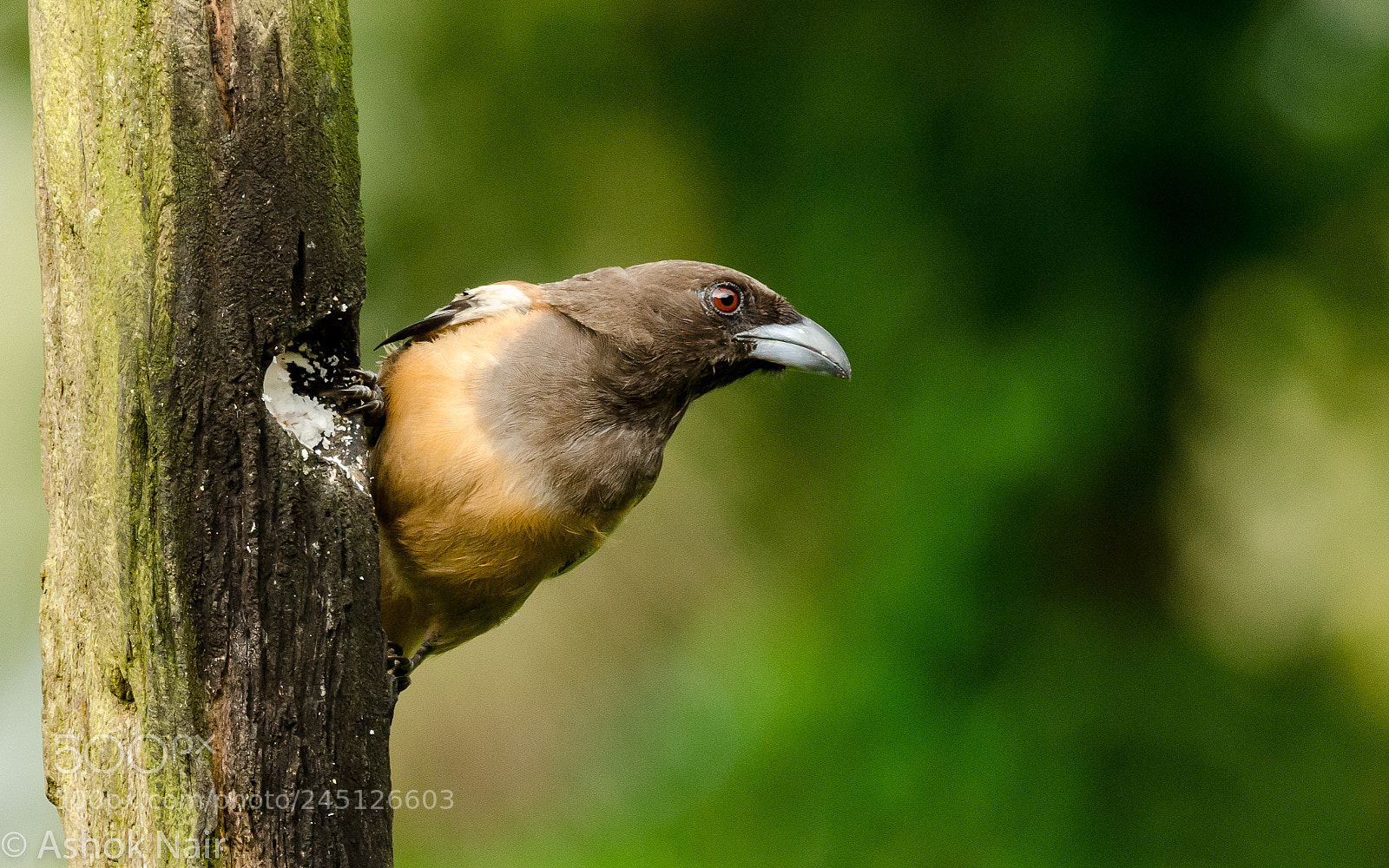 Nikon D5100 sample photo. Rufus treepie photography