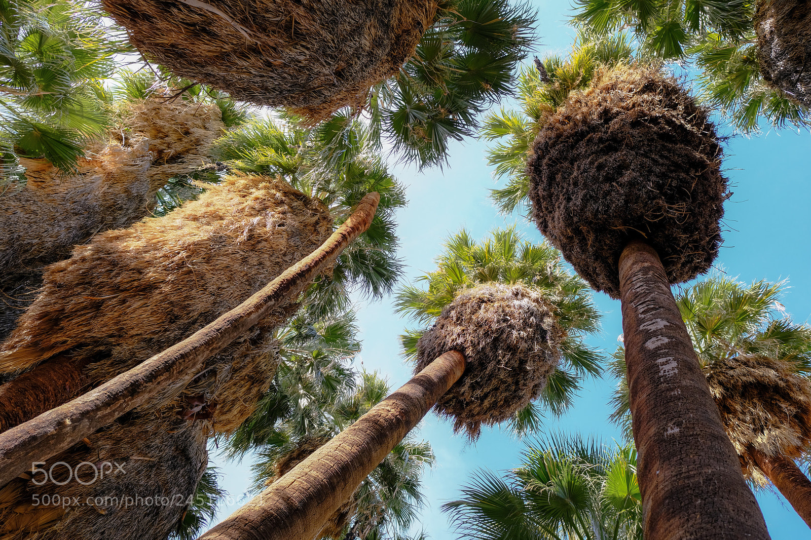 Fujifilm X-T2 sample photo. Palm canyon, ca photography