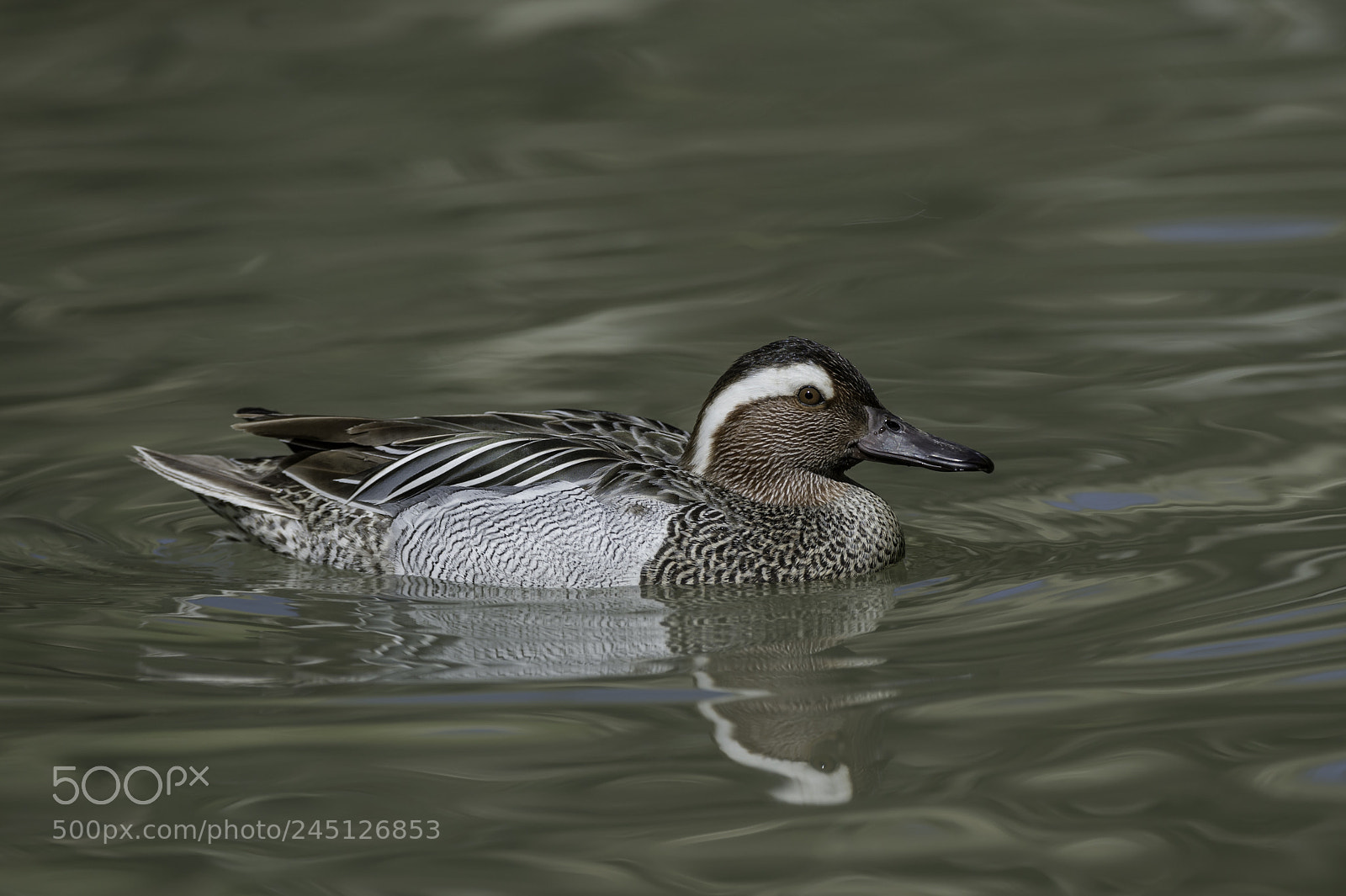 Nikon D4 sample photo. Garganey duck photography