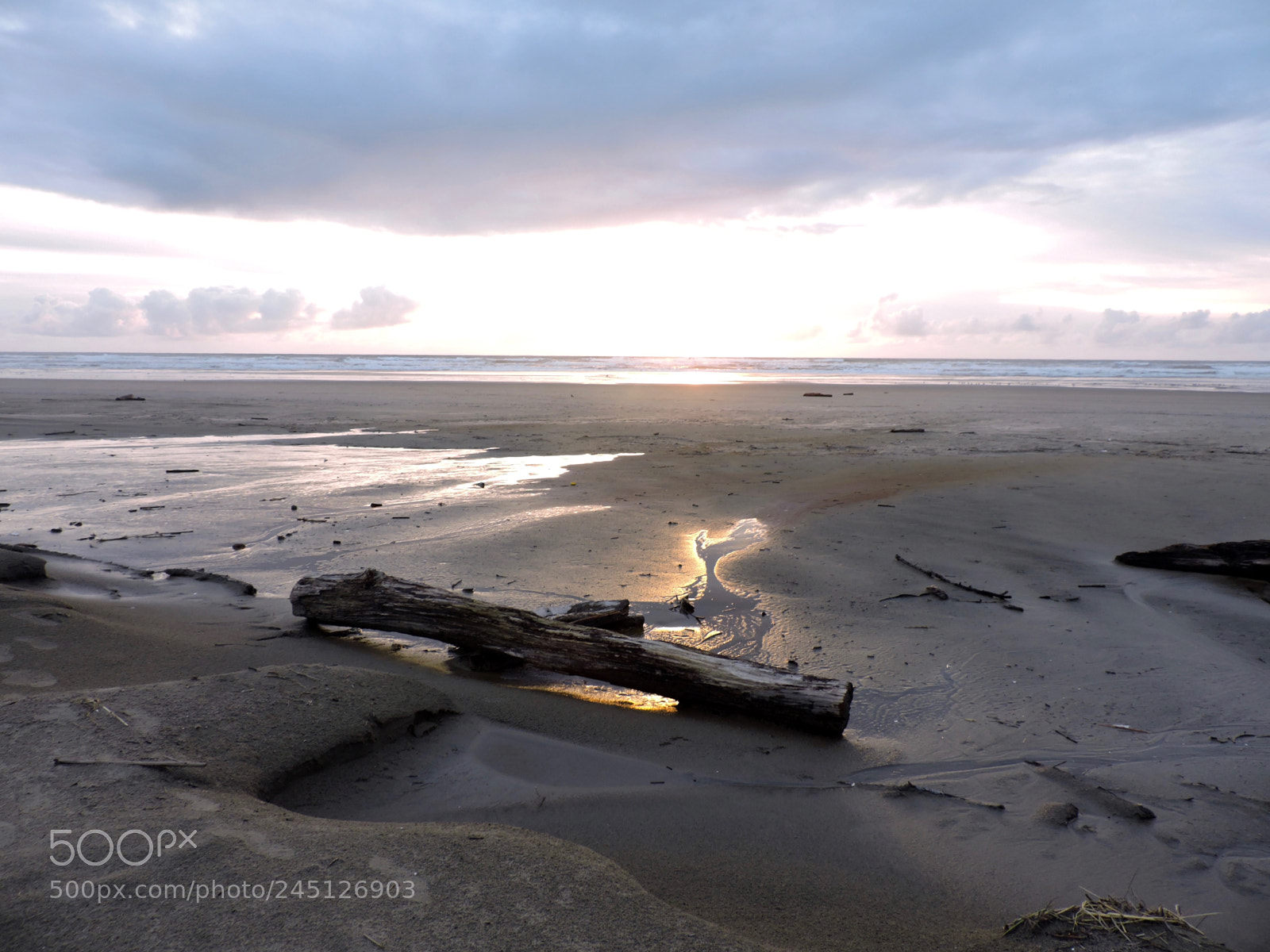 Nikon Coolpix P530 sample photo. Driftwood beach photography