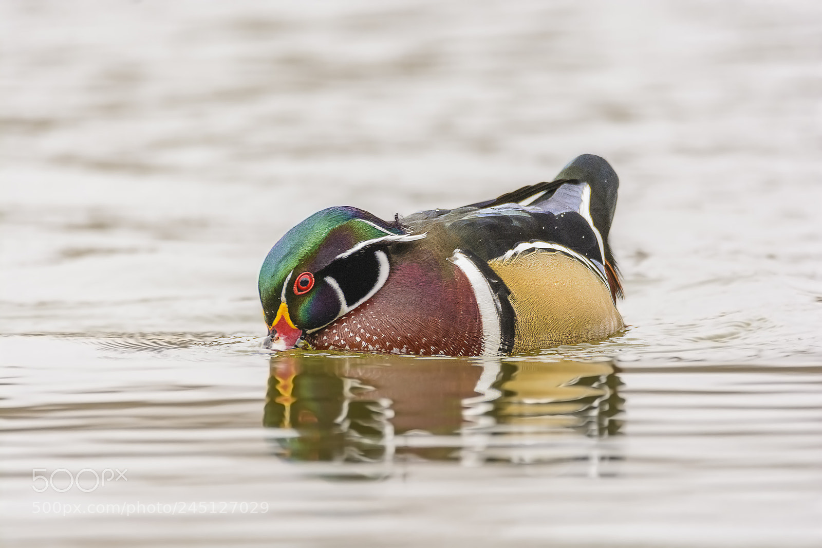 Nikon D7100 sample photo. Male wood duck taking photography