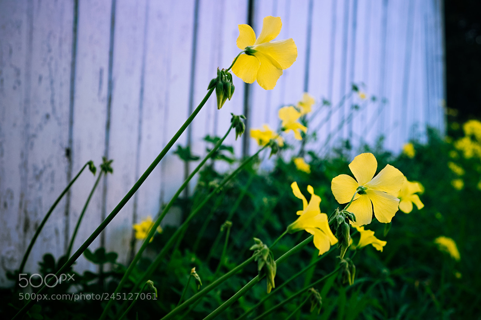 Fujifilm X-T2 sample photo. Glimpses of coming spring photography