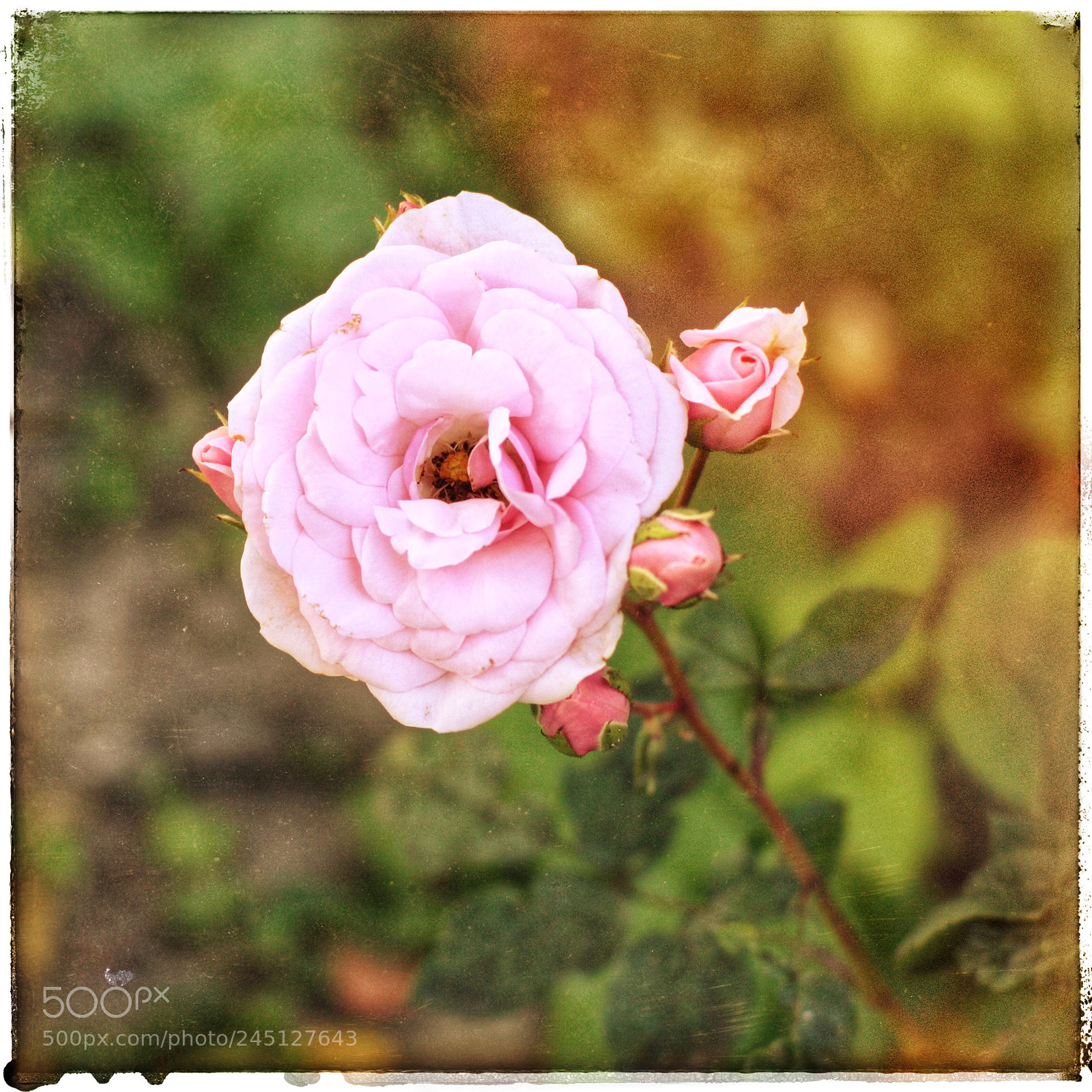 Canon EOS 50D sample photo. Untitled photography