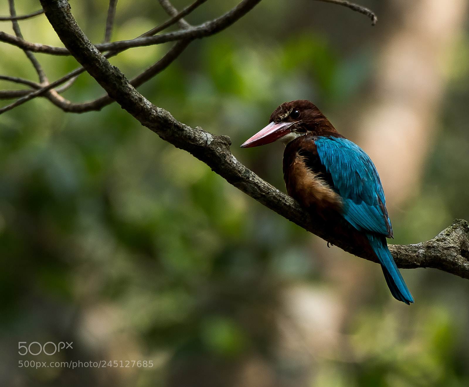 Nikon D500 sample photo. White best kingfisher photography