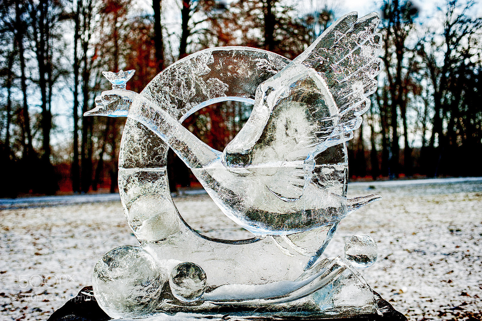 Nikon D3 sample photo. Swan queen of ice photography