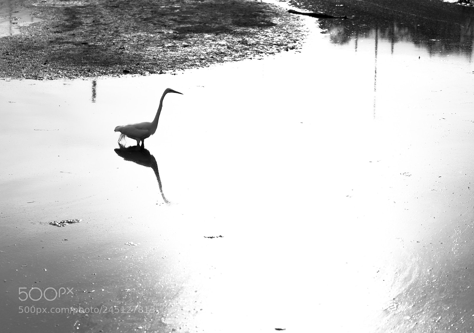 Sony a7S II sample photo. Heron hunting dinner at photography