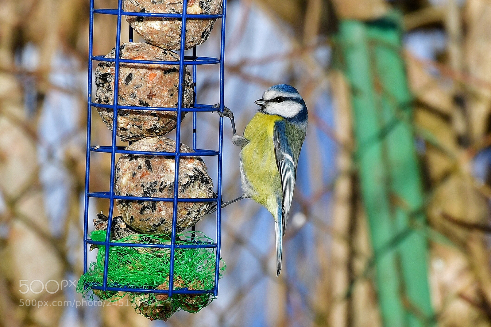 Nikon D500 sample photo. A beautiful bluetit at photography