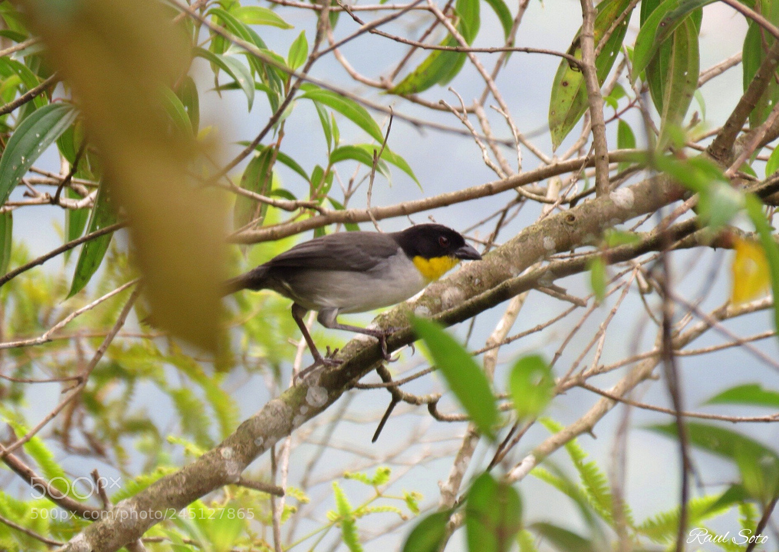 Canon PowerShot SX60 HS sample photo. Atllapetes albinucha photography