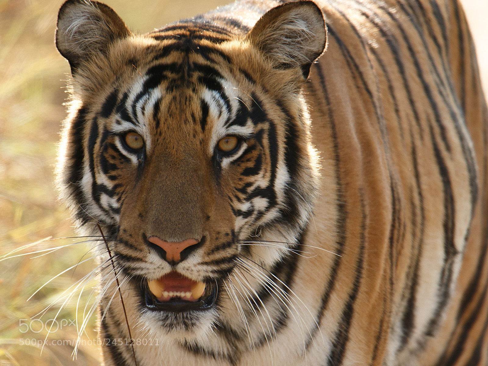 Canon EOS 7D Mark II sample photo. Tiger photography
