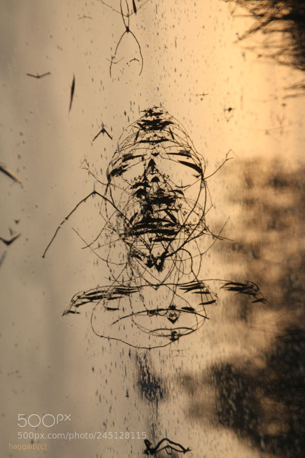 Canon EOS 450D (EOS Rebel XSi / EOS Kiss X2) sample photo. Rorschach puddle photography