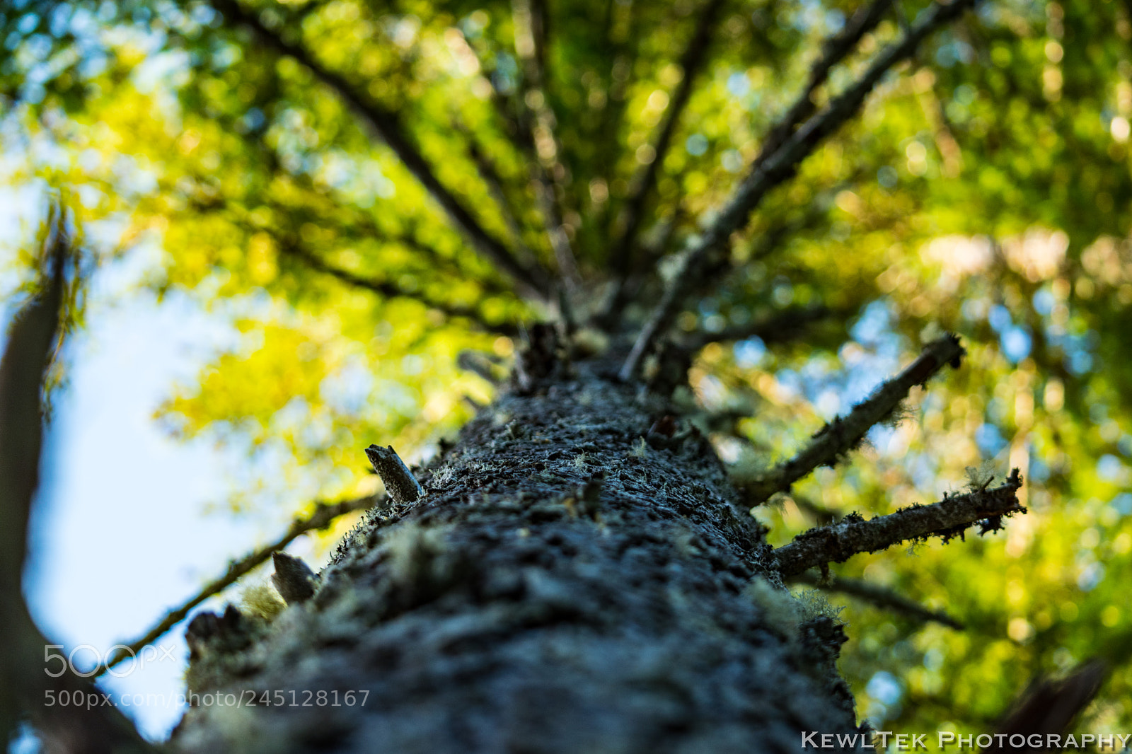 Nikon D5600 sample photo. Focus pocus photography
