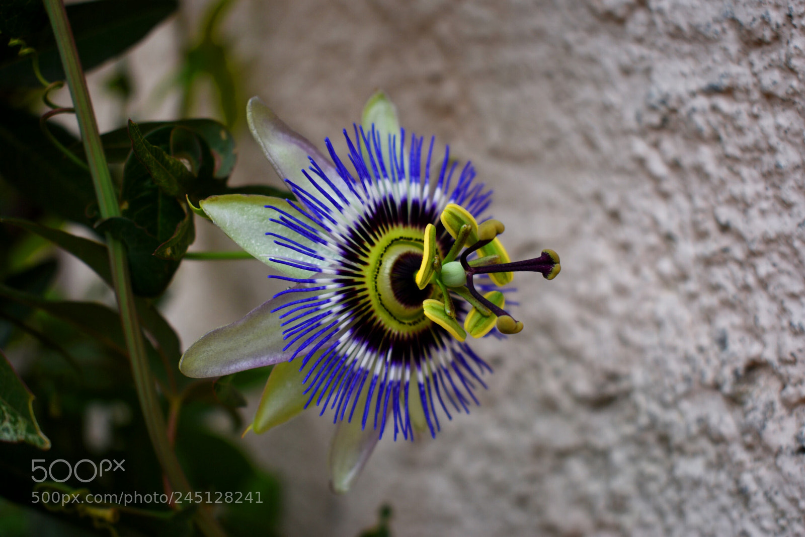 Nikon D5500 sample photo. Flower photography