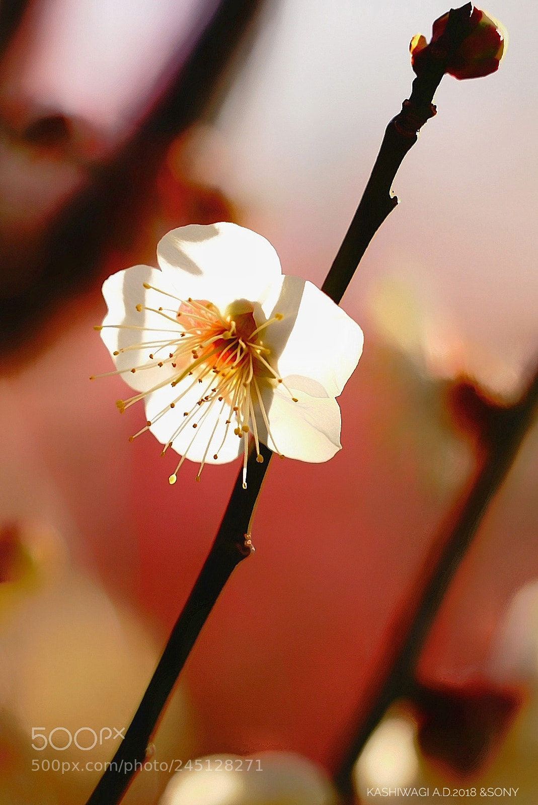 Sony a7 II sample photo. White plum in a photography
