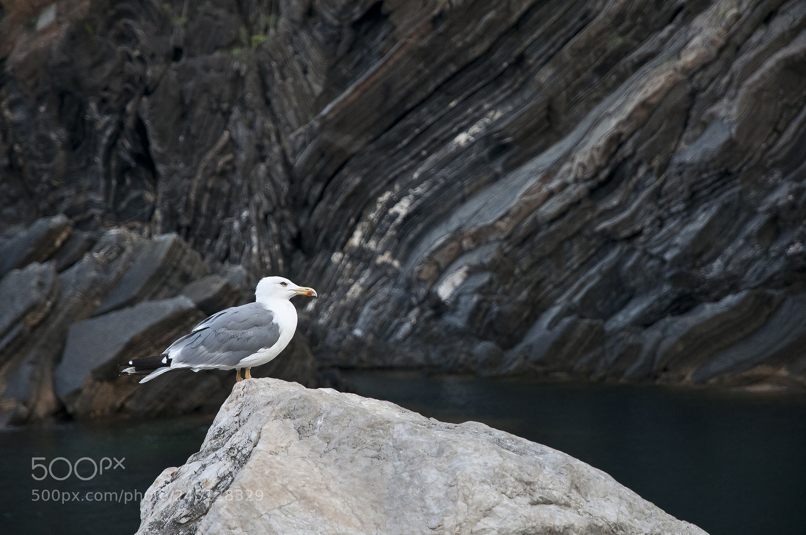 Nikon D300S sample photo. Seagull portrait 1 photography