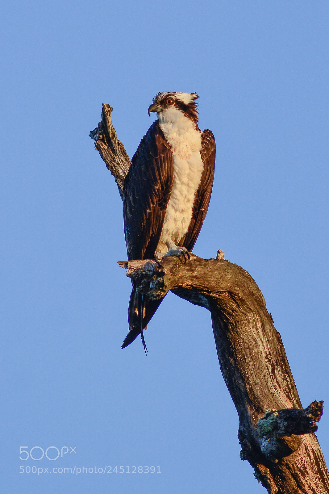 Nikon D7100 sample photo. Osprey in the morning photography