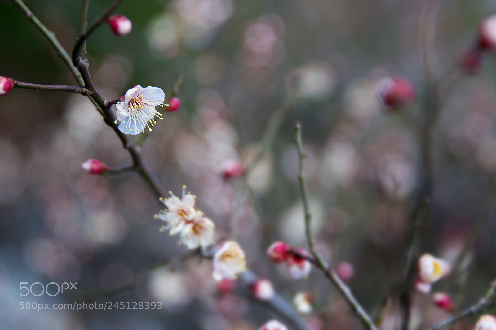 Canon EOS-1D Mark IV sample photo. Spring is coming soon. photography