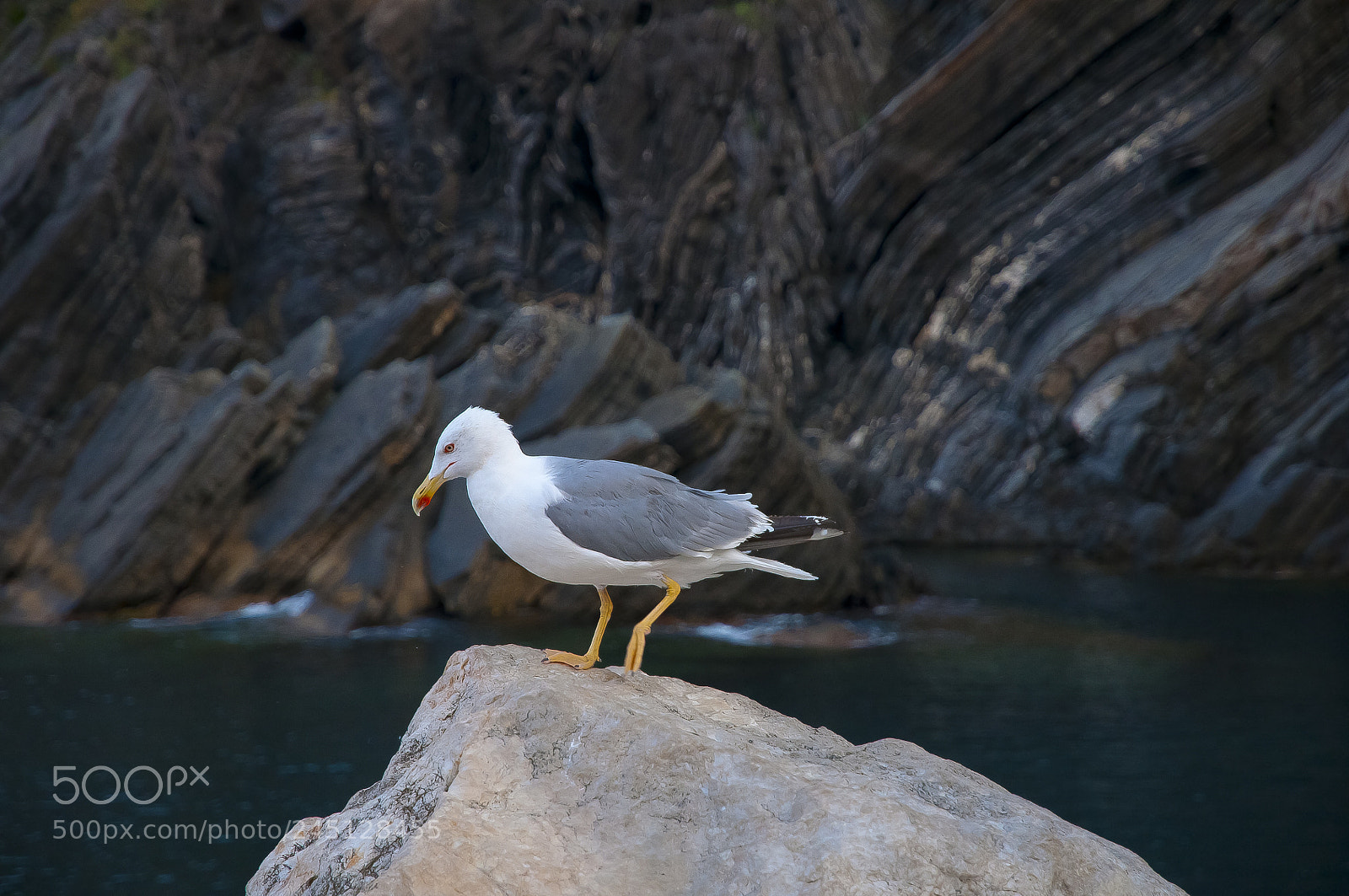 Nikon D300S sample photo. Seagull portrait 2 photography
