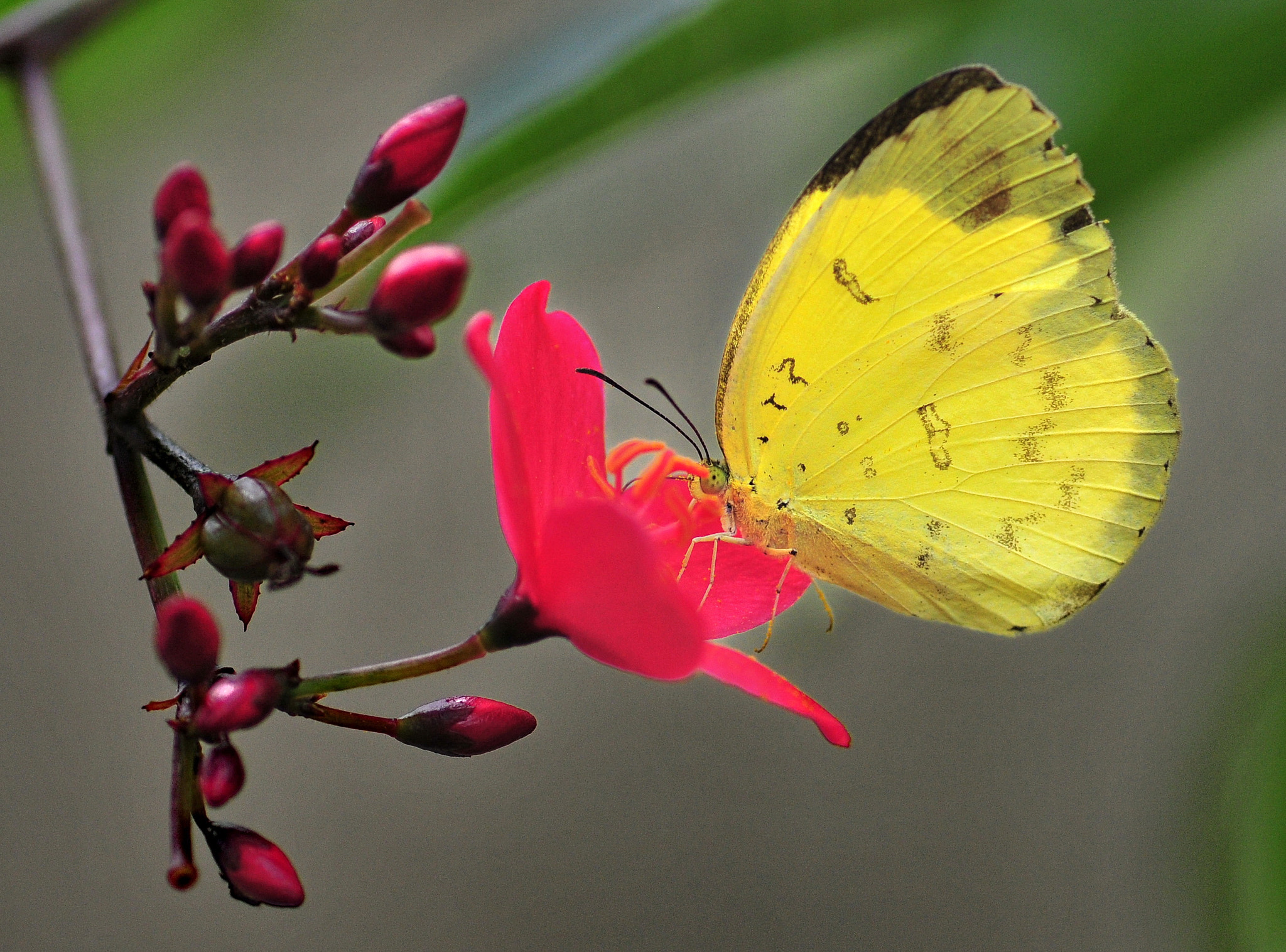 Nikon D300 sample photo. Yellow butterfly photography