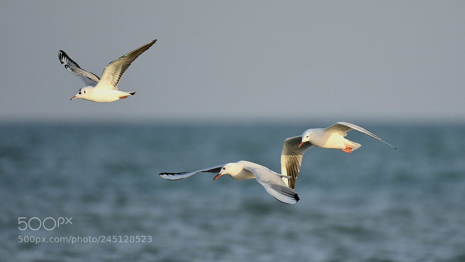 Nikon AF-S Nikkor 200-500mm F5.6E ED VR sample photo. Gulls photography