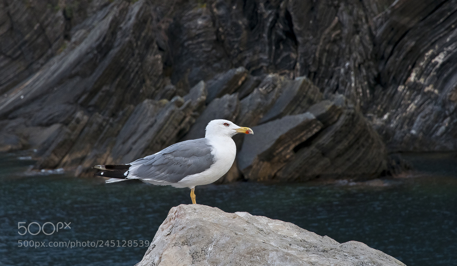 Nikon D300S sample photo. Seagull portrait 3 photography