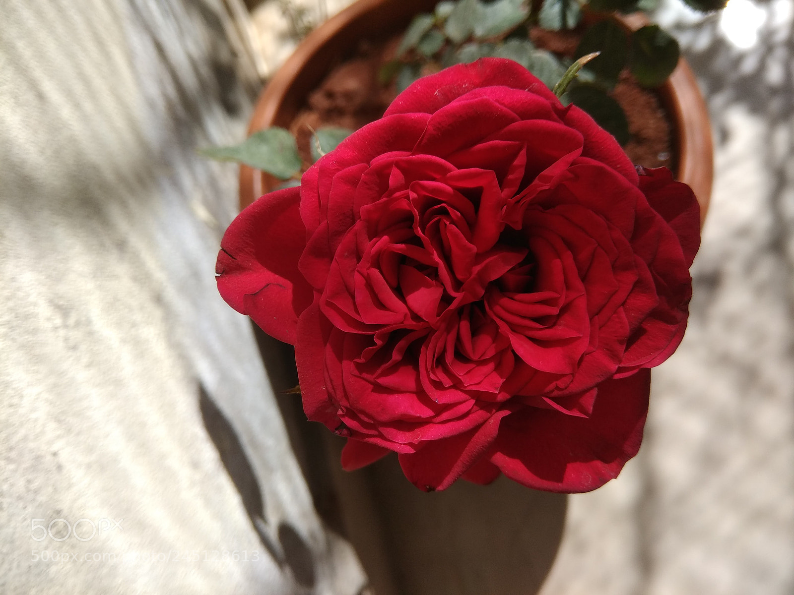 Xiaomi Redmi Note 4 sample photo. Untitled photography