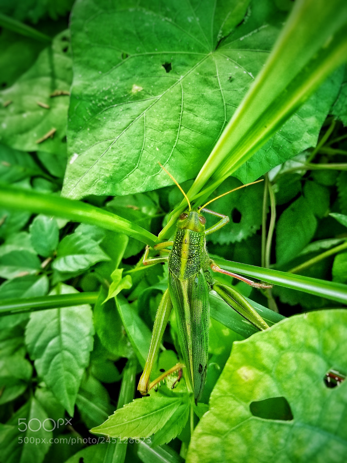 Samsung Galaxy S8+ sample photo. Untitled photography