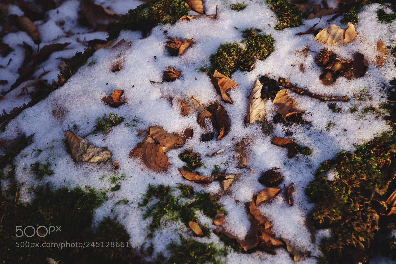 Nikon D3100 sample photo. Flooding snow photography