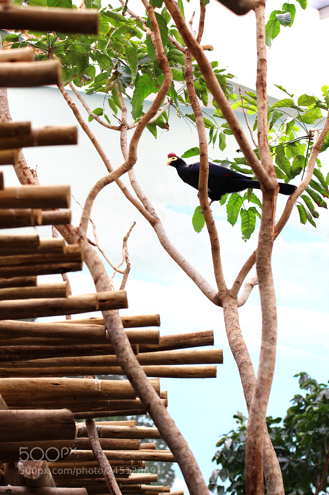 Canon EOS 600D (Rebel EOS T3i / EOS Kiss X5) sample photo. Bird in tree photography