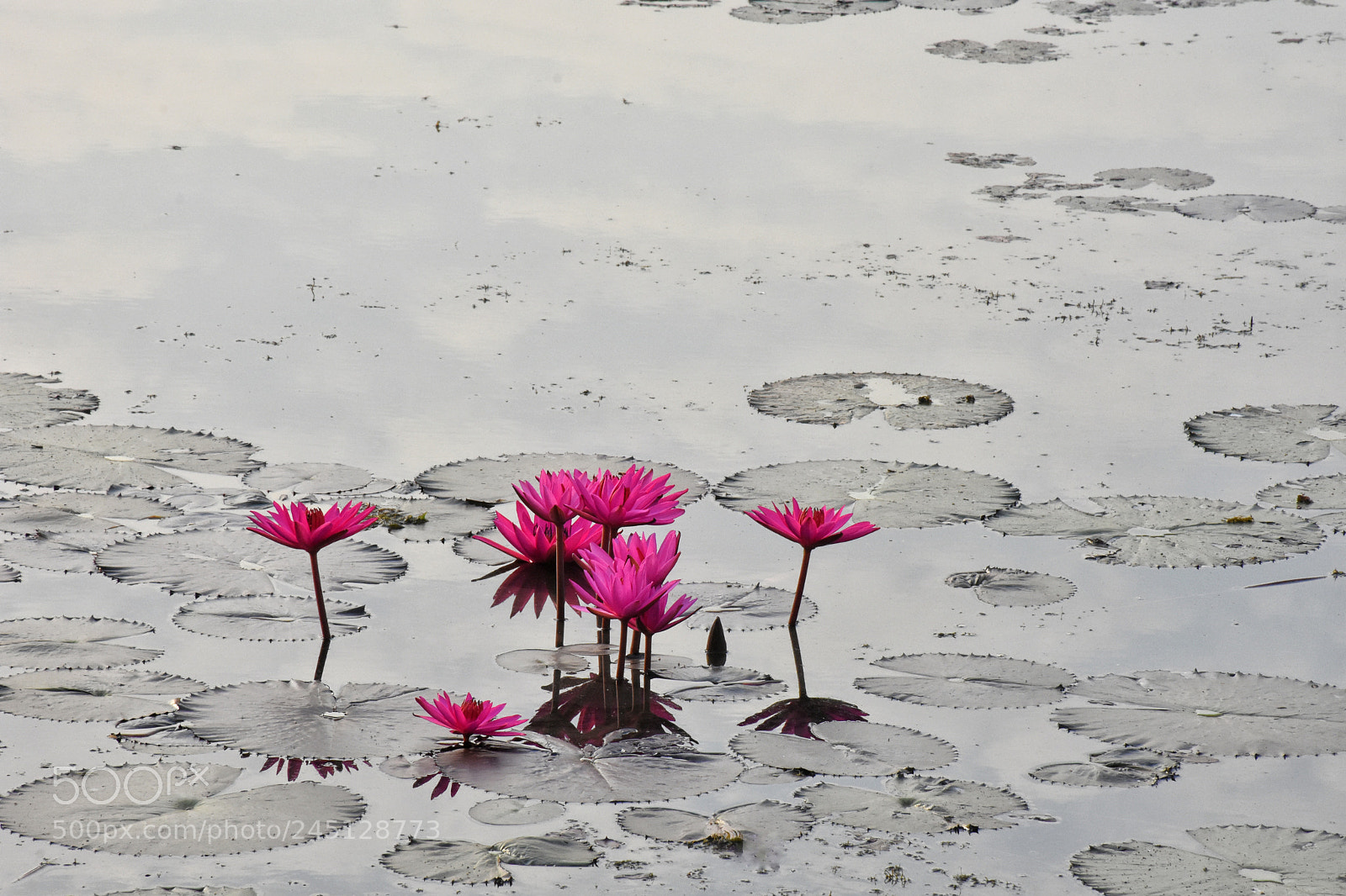 Nikon D7200 sample photo. Untitled photography