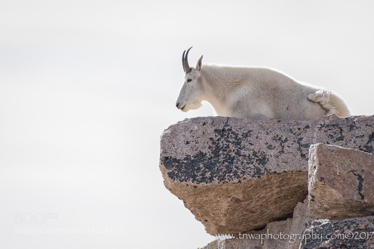 Nikon D500 sample photo. Living on the edge photography
