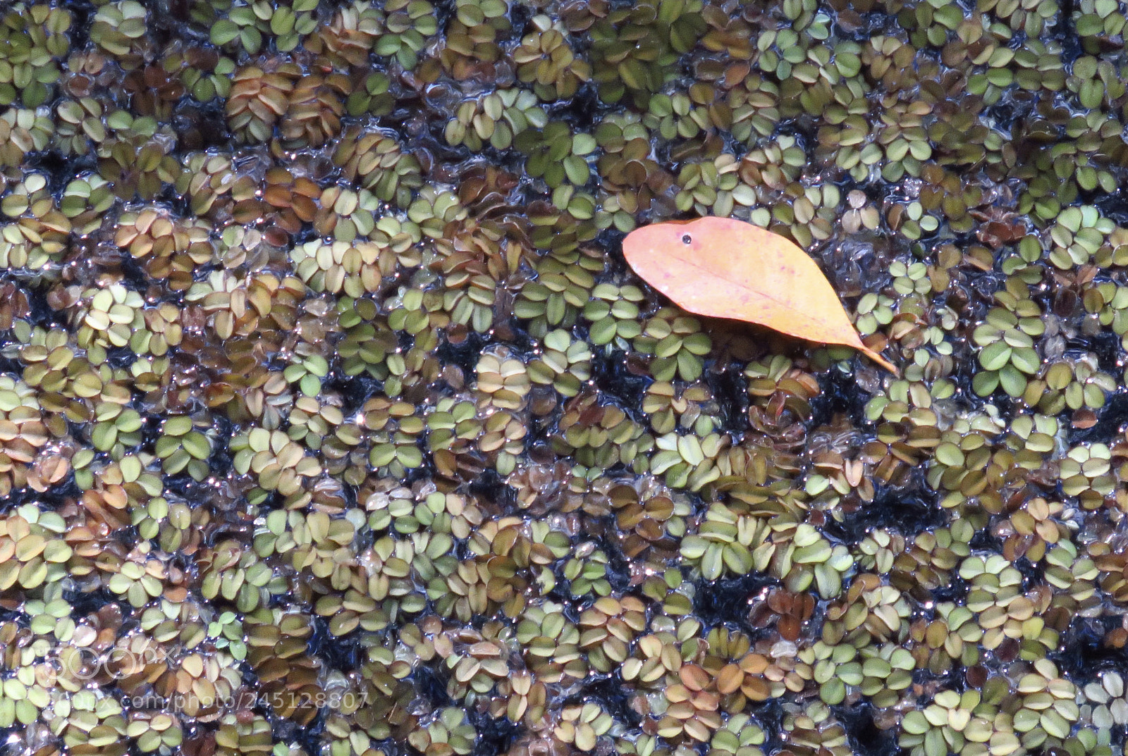 Canon PowerShot SX60 HS sample photo. Untitled photography