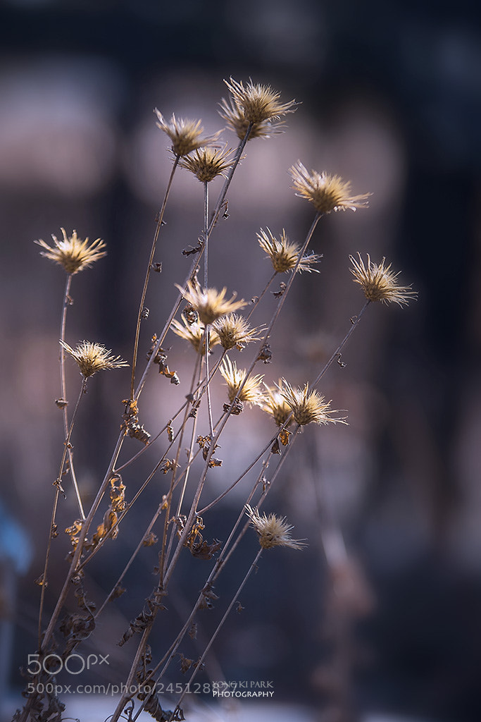 Pentax K-1 sample photo. The forest of february-3 photography
