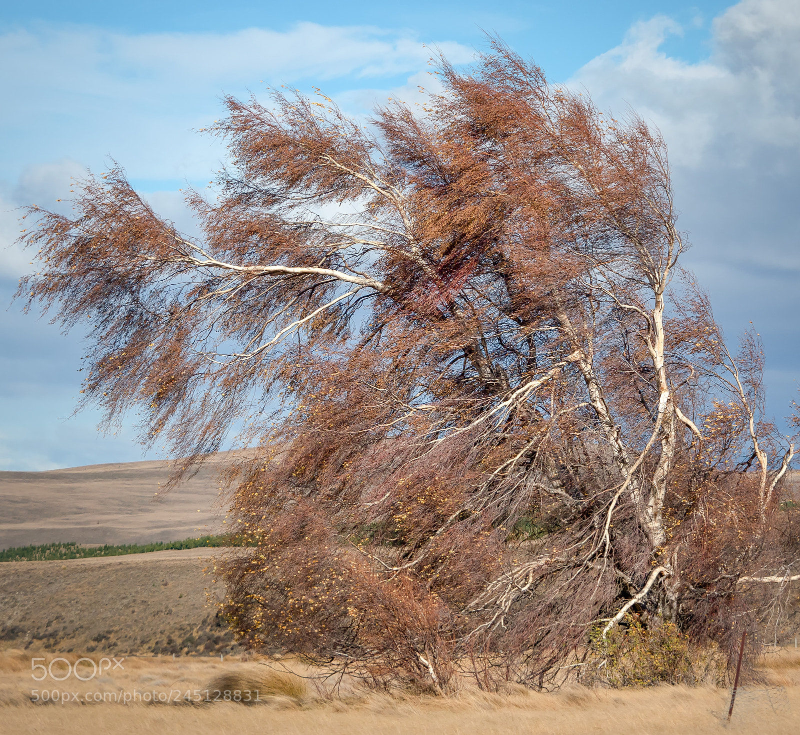 Panasonic Lumix DMC-GH4 sample photo. Blowing in the wind photography