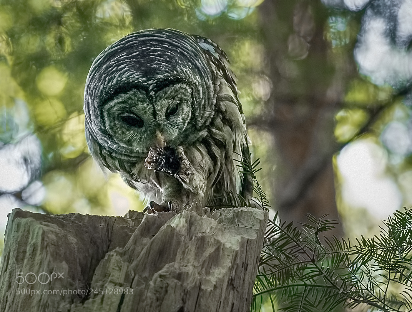 Olympus OM-D E-M1 Mark II sample photo. Snacking owl photography