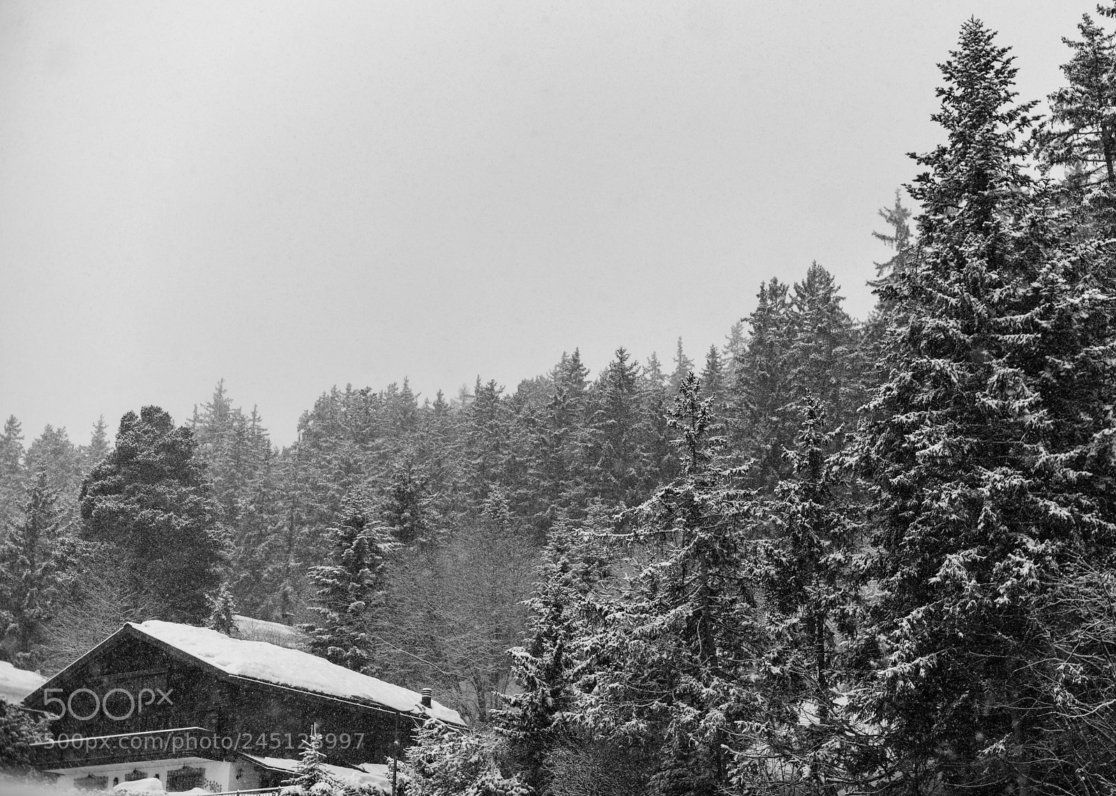 Nikon D850 sample photo. Snowed in photography