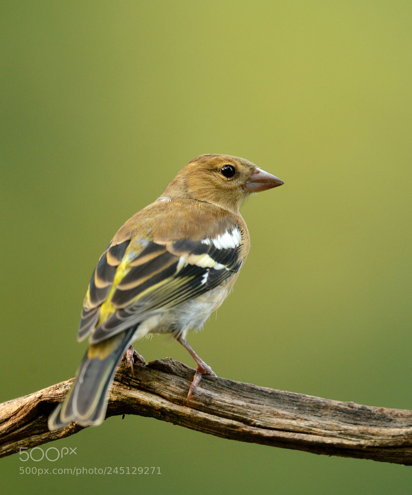 Nikon D600 sample photo. Vink photography