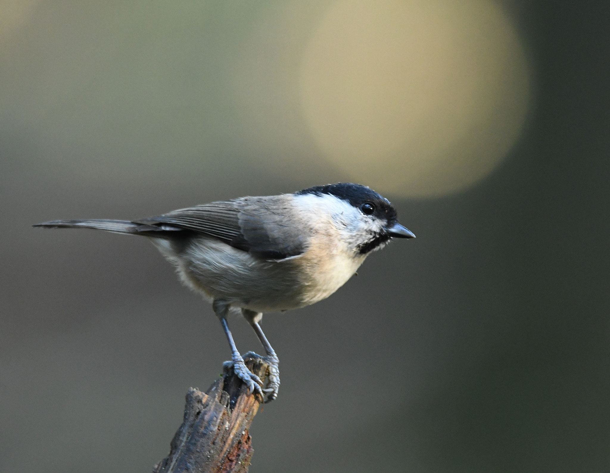 Nikon D500 sample photo. Glanskop photography