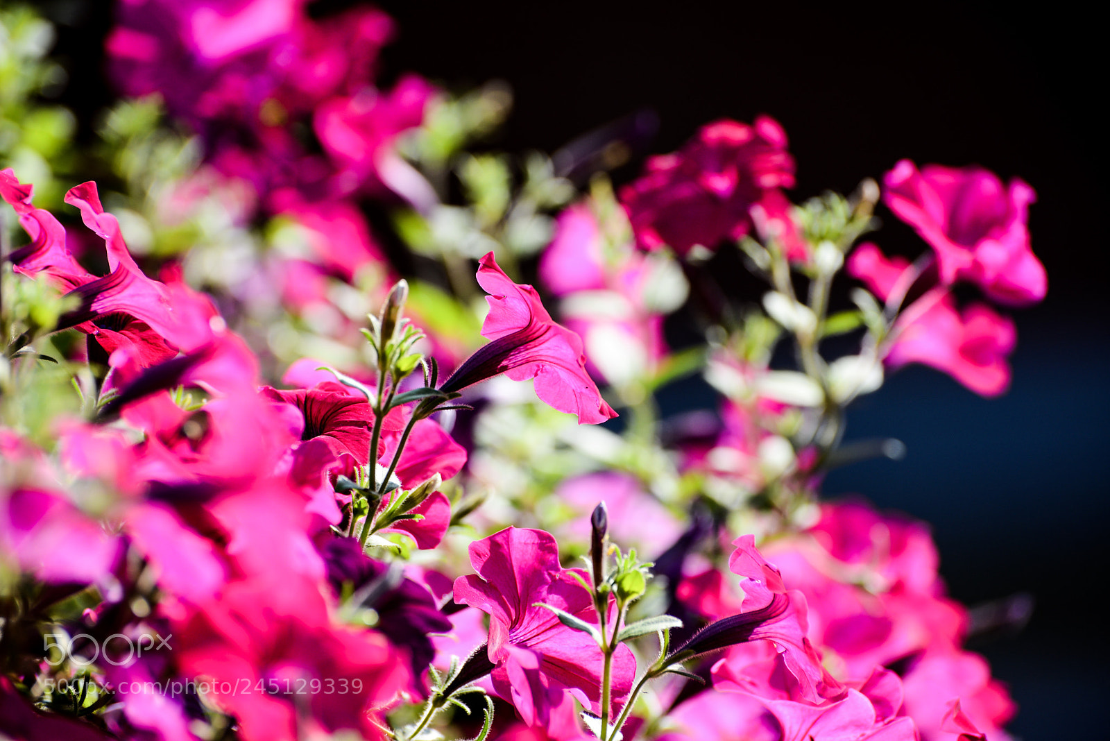 Nikon D600 sample photo. Nature s light is photography