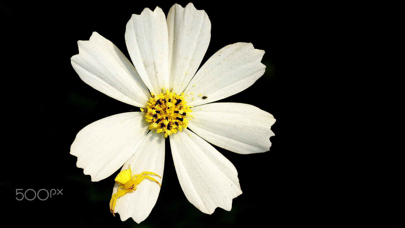 Canon EF 100mm F2.8 Macro USM sample photo. Cosmos photography