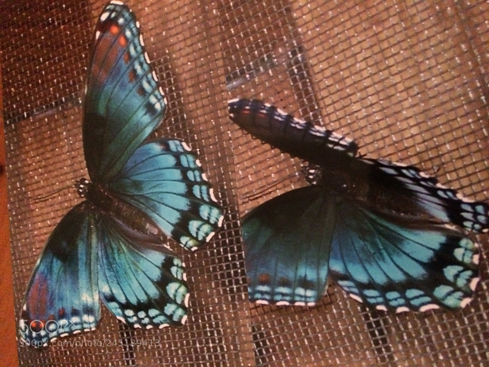 Apple iPhone 5s sample photo. Butterflies on porch photography