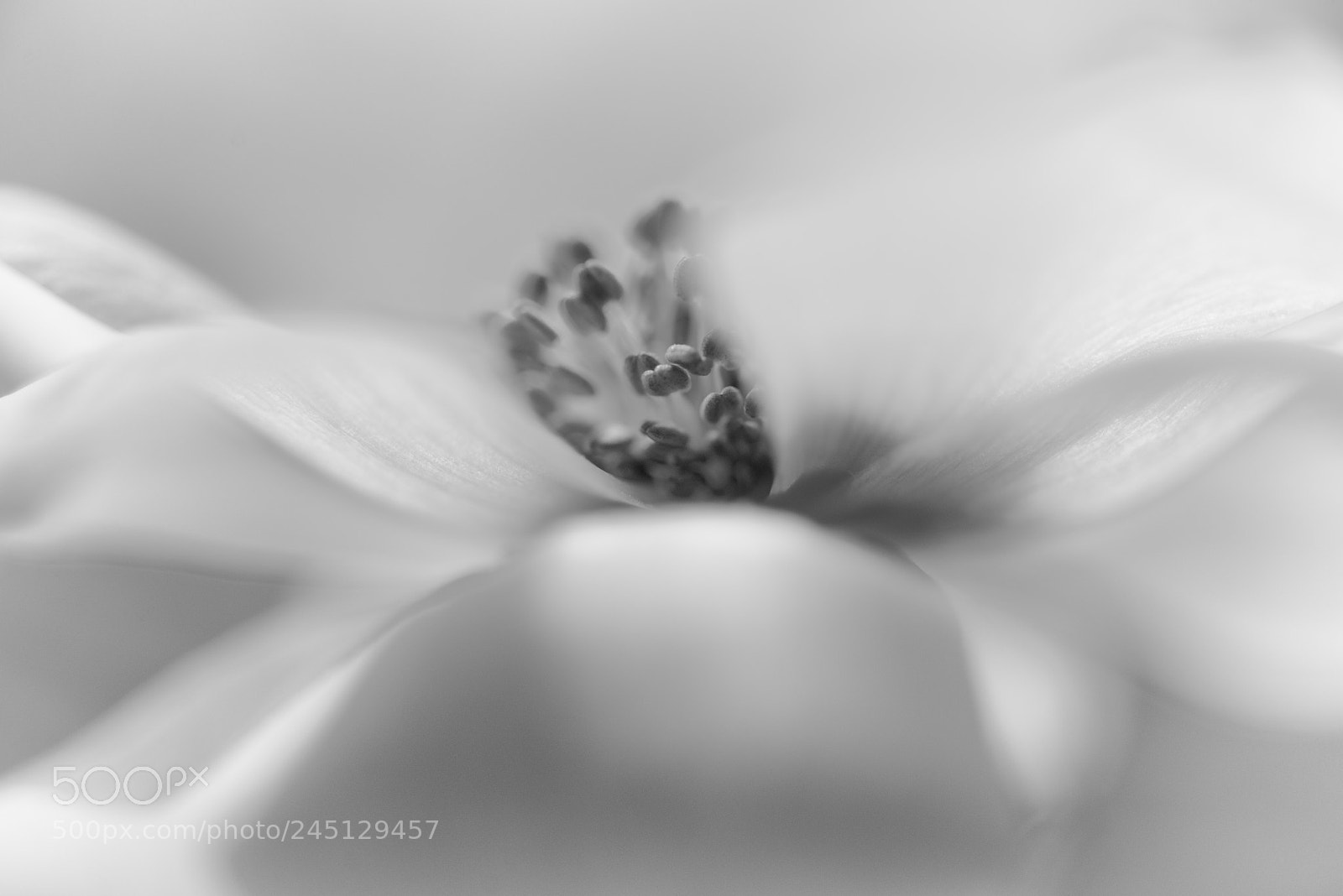 Nikon D800 sample photo. Anemone photography