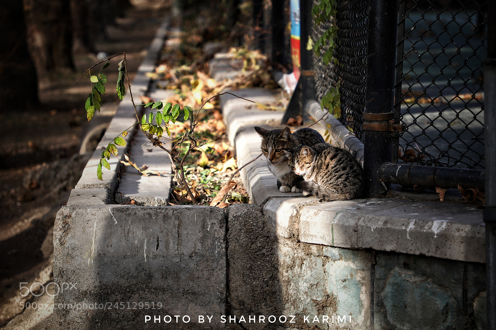 Canon EOS 6D Mark II sample photo. Doze... photography