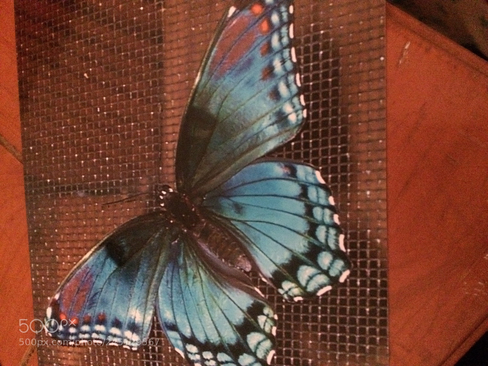 Apple iPhone 5s sample photo. Butterfly on porch photography