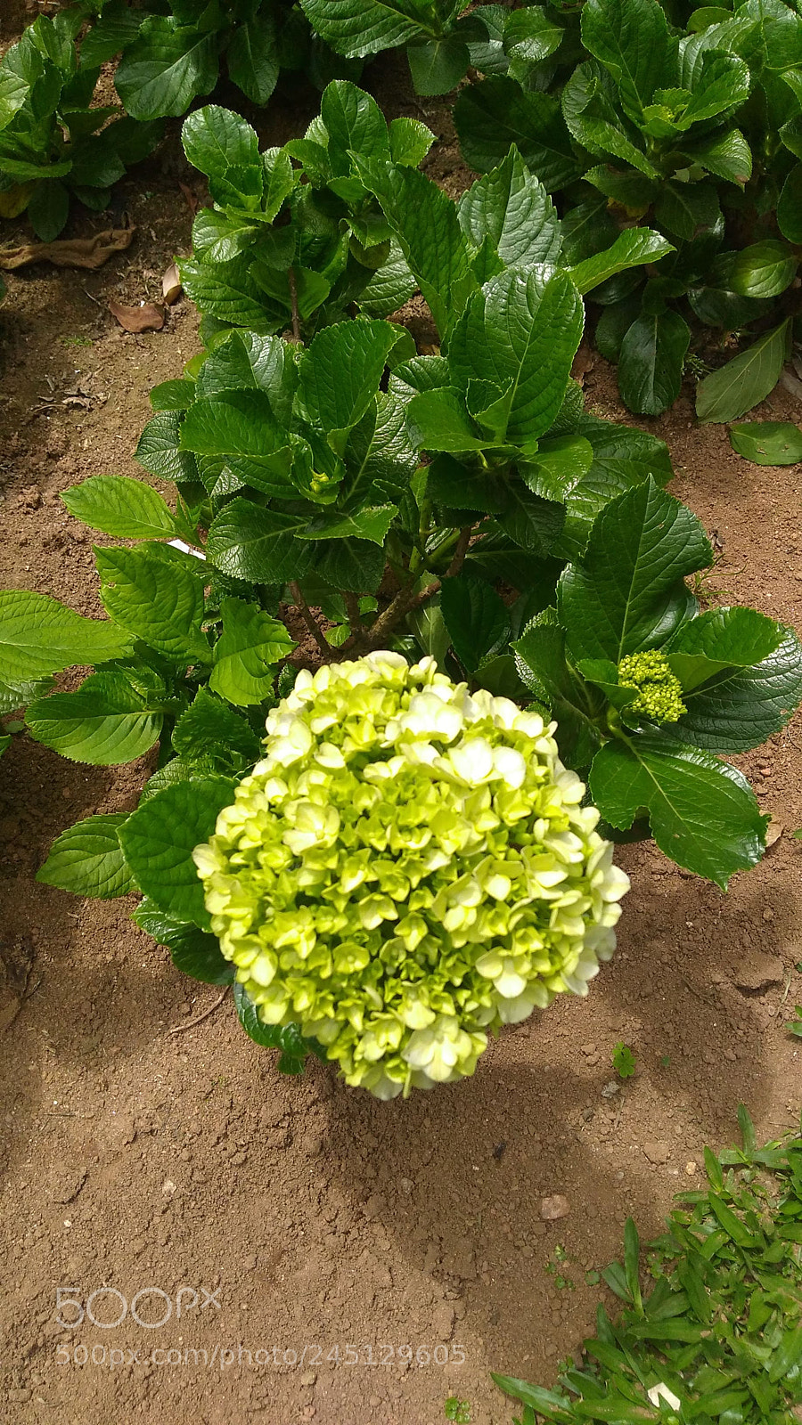 Motorola Moto G Play sample photo. Untitled photography