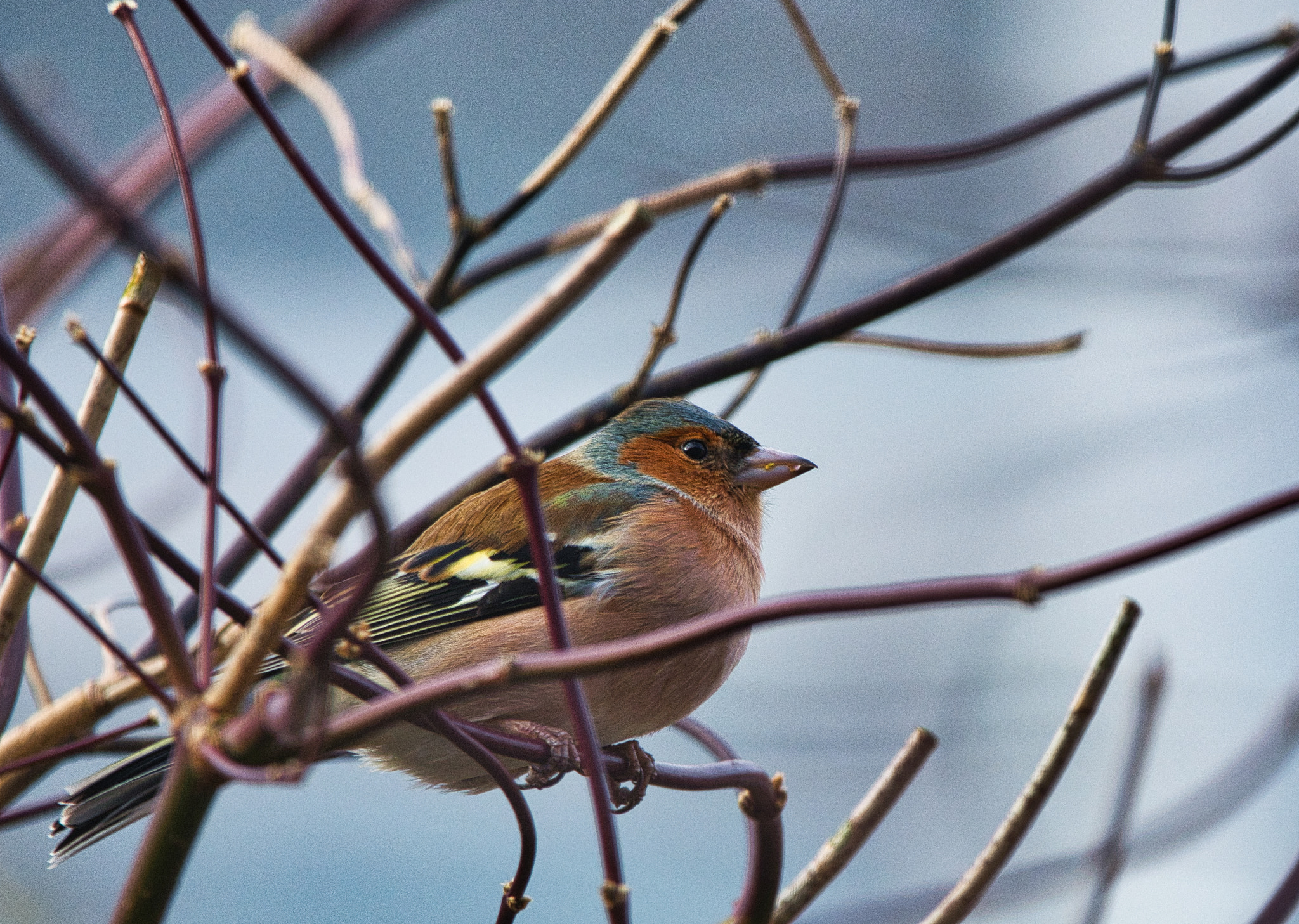 Nikon D7100 + Sigma 150-600mm F5-6.3 DG OS HSM | C sample photo. Bullfinch between twigs photography