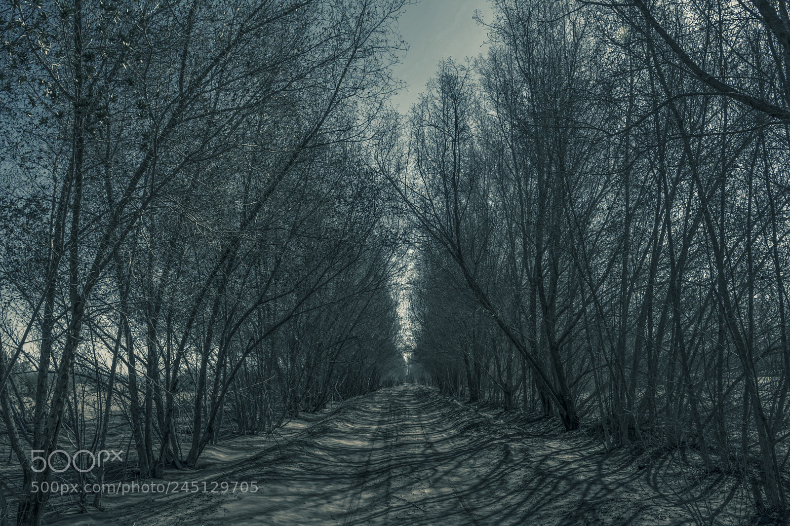 Nikon D7100 sample photo. Leafless trees photography