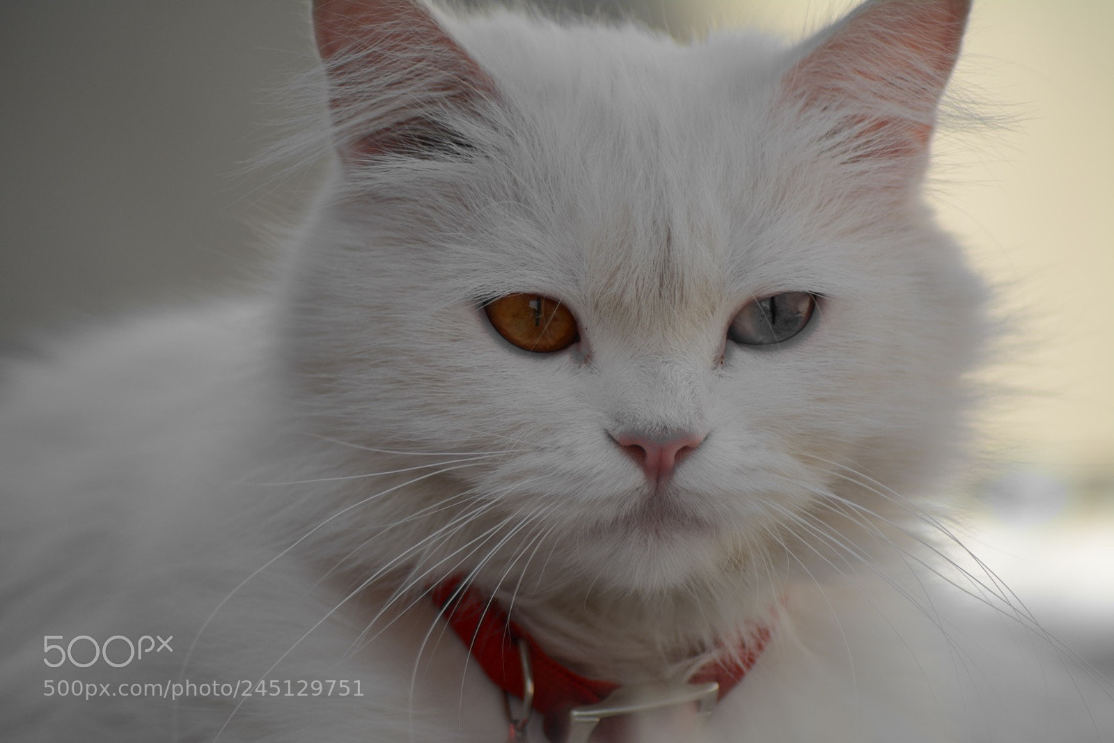 Nikon D7100 sample photo. Untitled photography