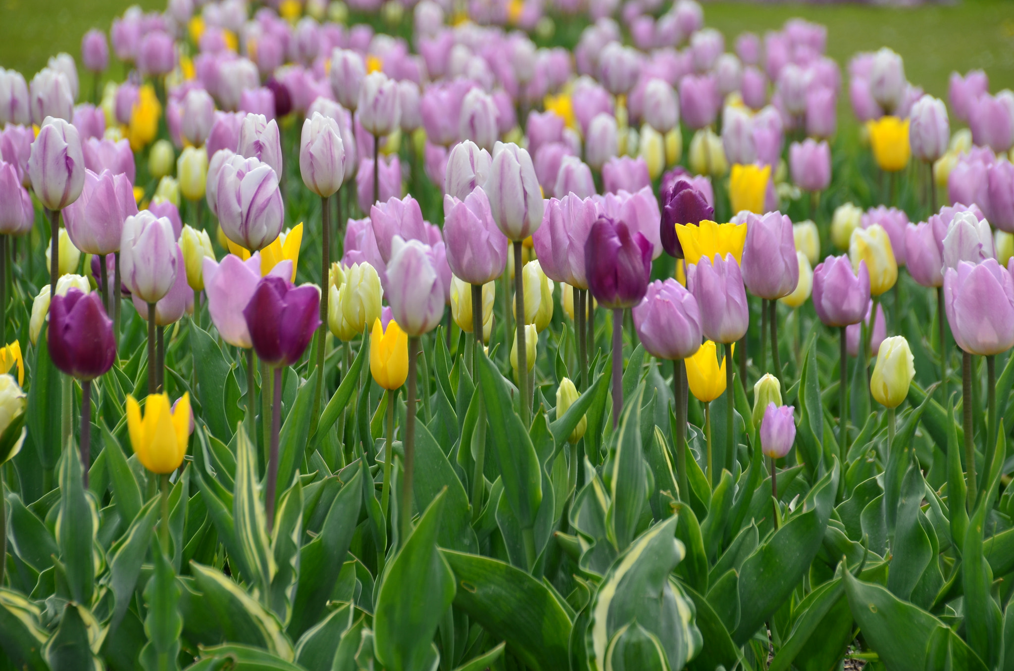 Nikon D5100 + Sigma 18-200mm F3.5-6.3 II DC OS HSM sample photo. Tulips in vienna photography